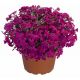 Floks szydlasty 'Spring Hot Pink'